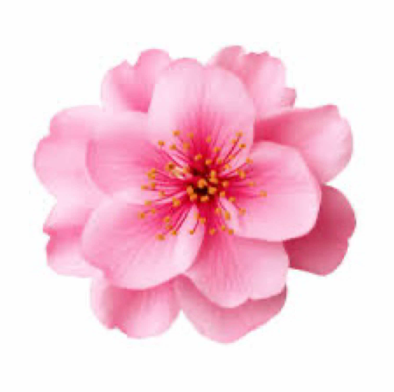 @𝐏𝐢𝐱𝐞𝐥✧