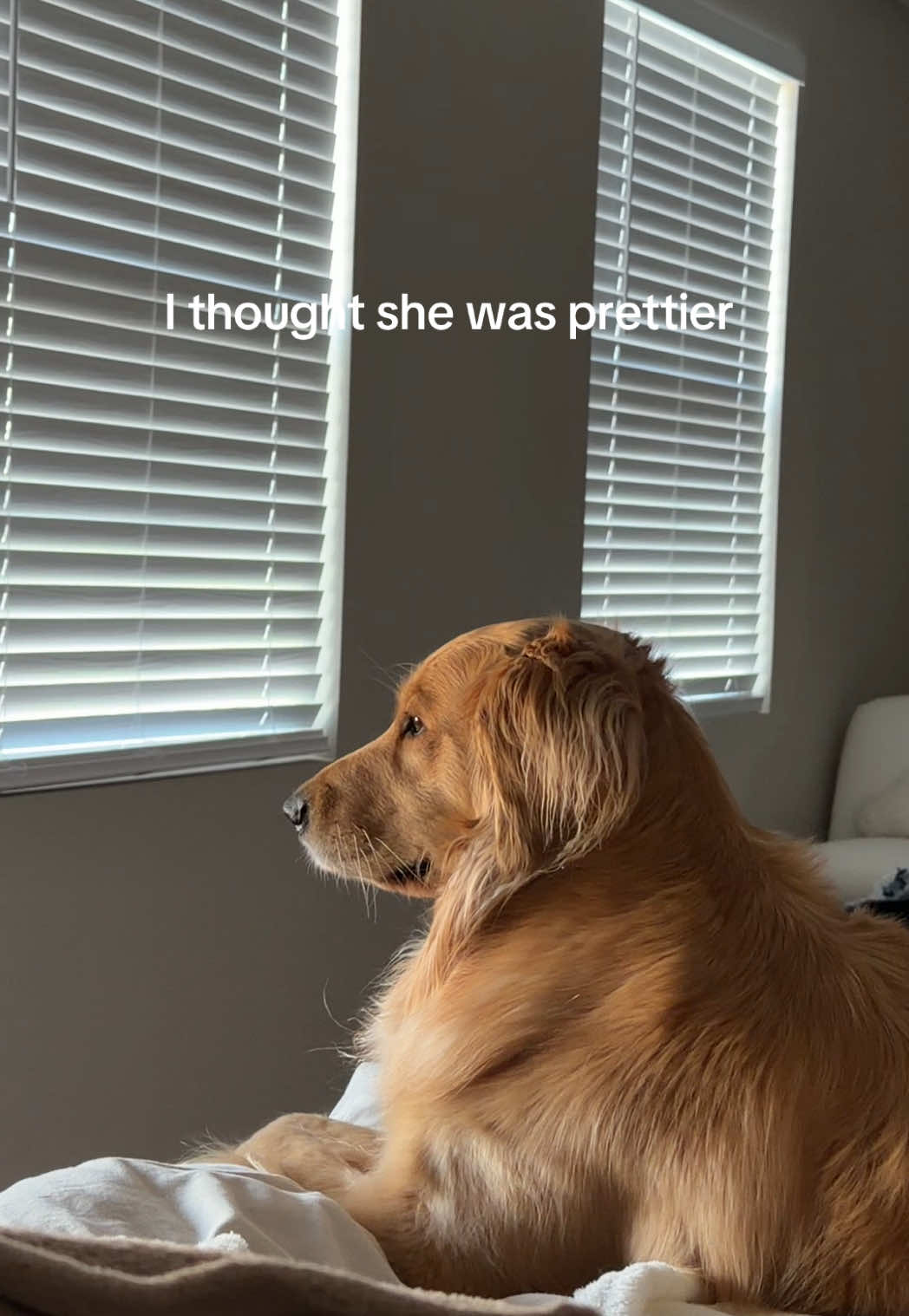 @novathegoldenn