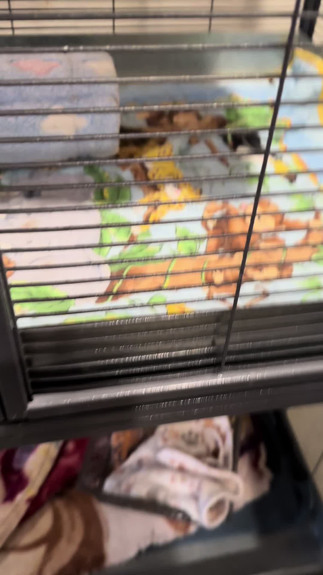 @Squirrel Guy