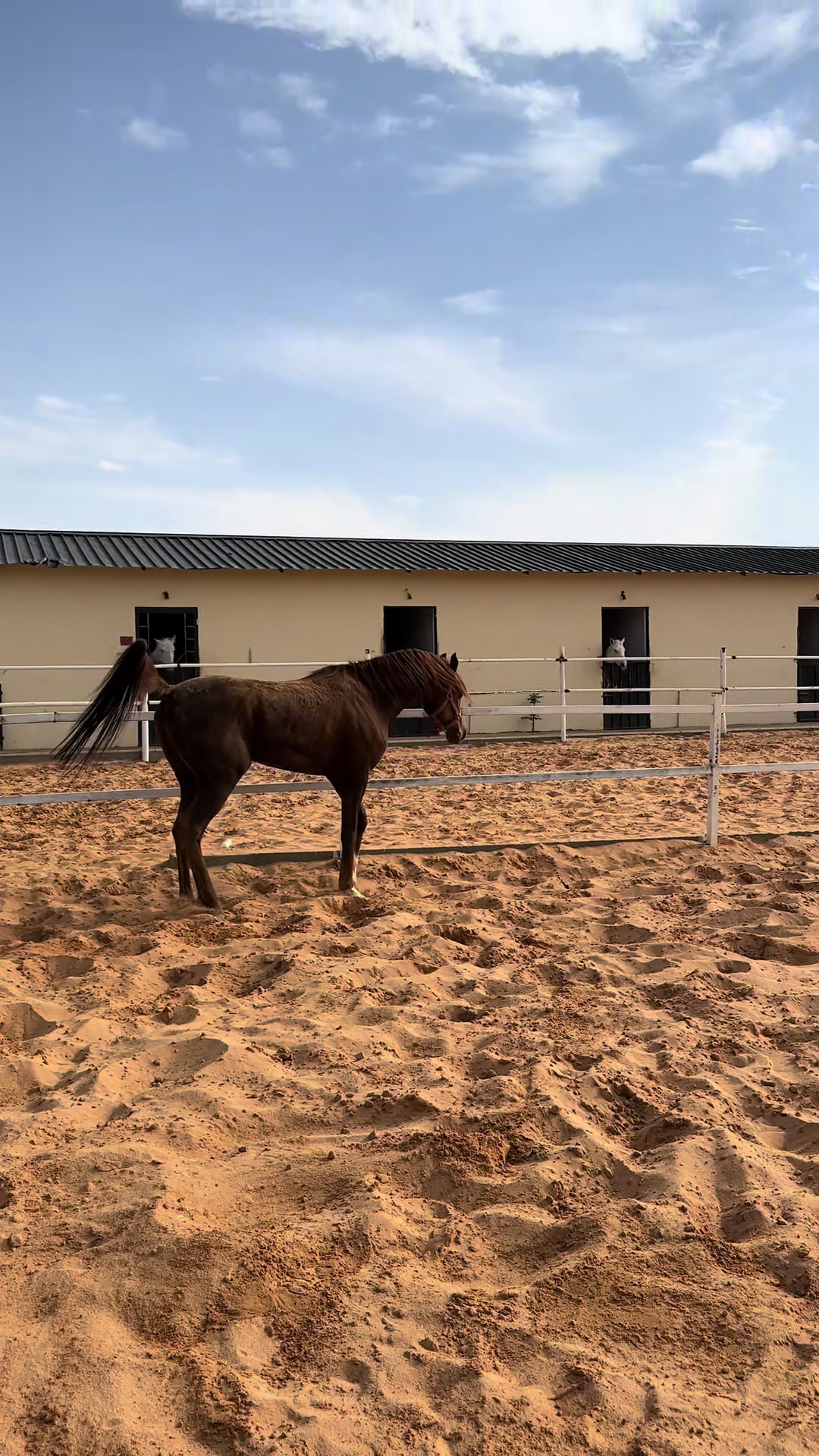 @عبدالله حمد التميمي jockey🏇🏿