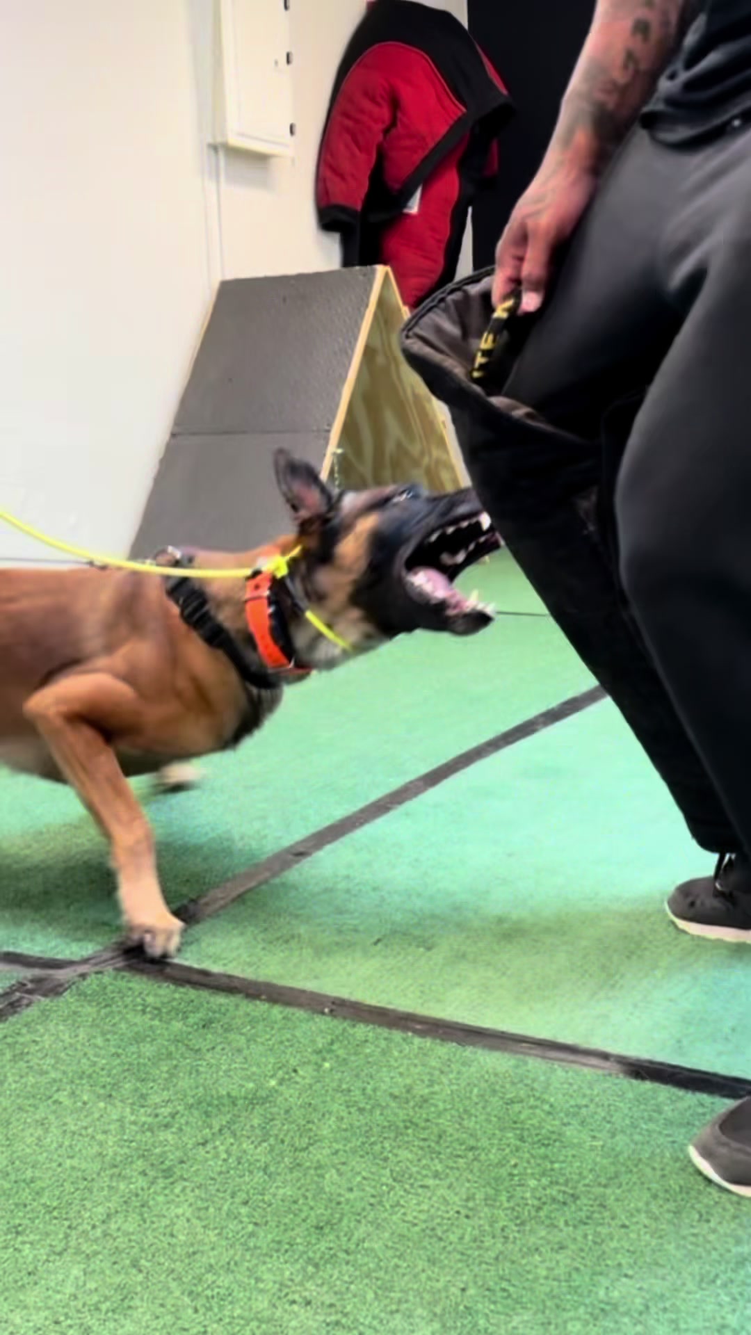 @Tactical K9s Dog Training