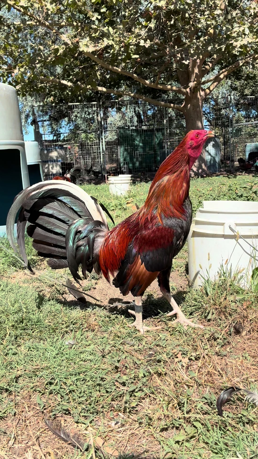 @Rancho_Ramirez209