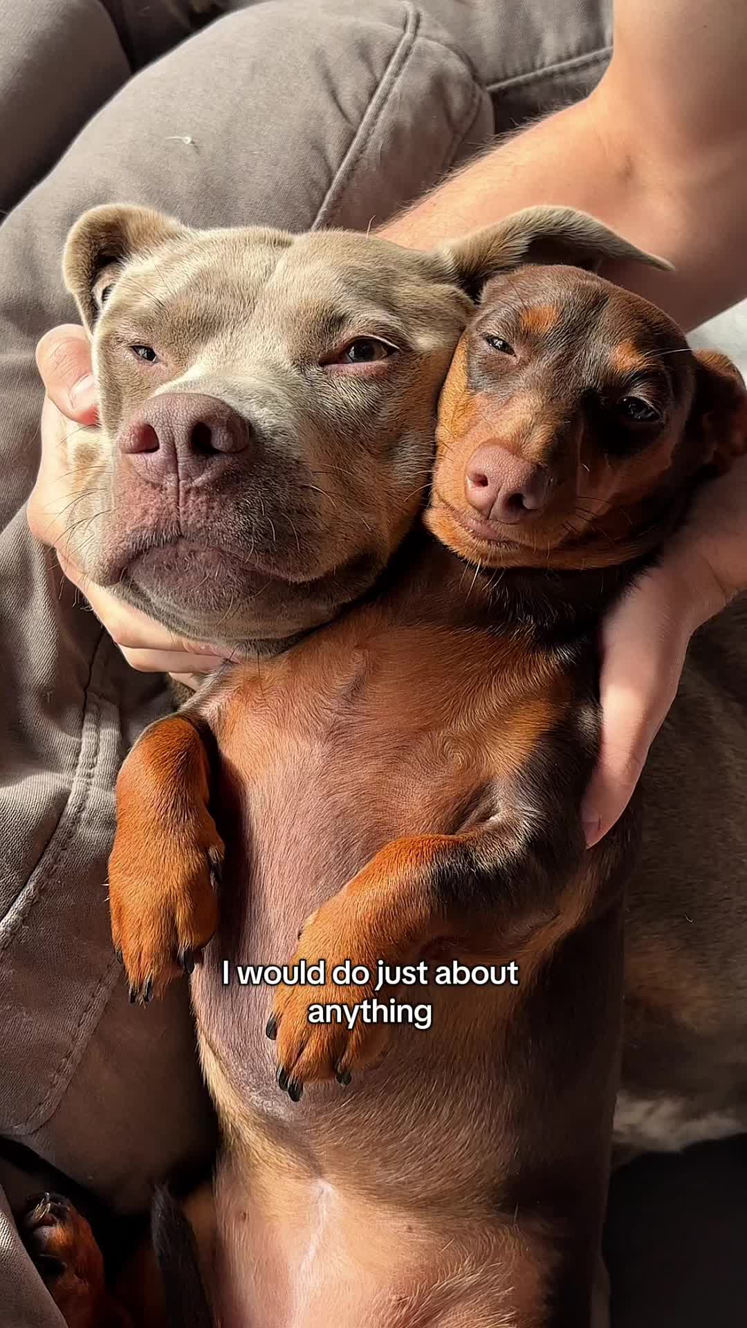 @rhubarb the doggo