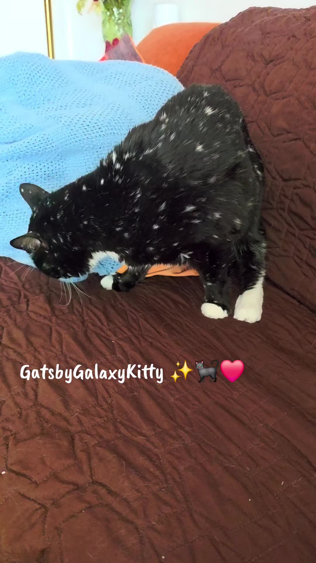 @gatsbygalaxykitty