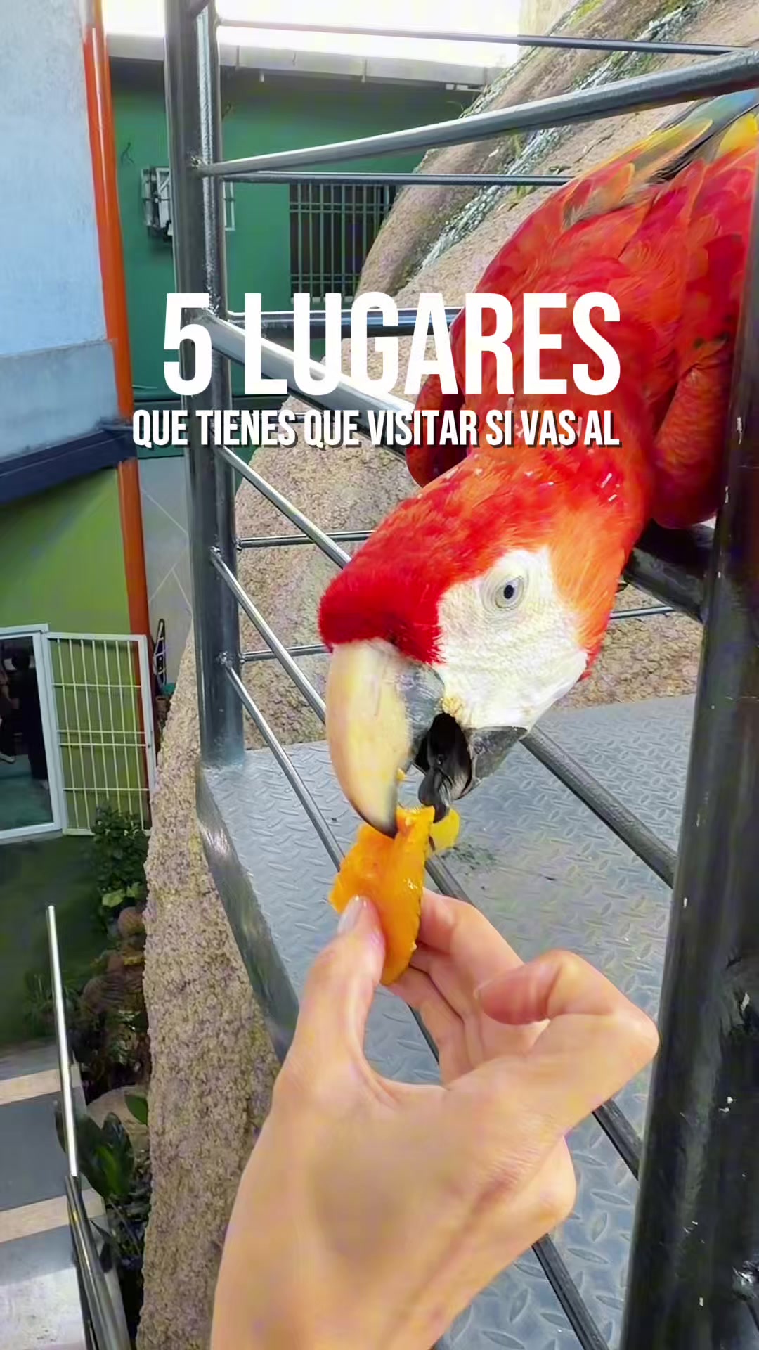 @El de la isla