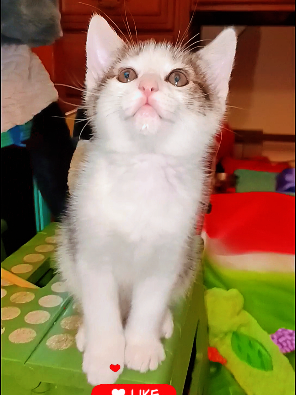 @MOTHEROFCATZ777