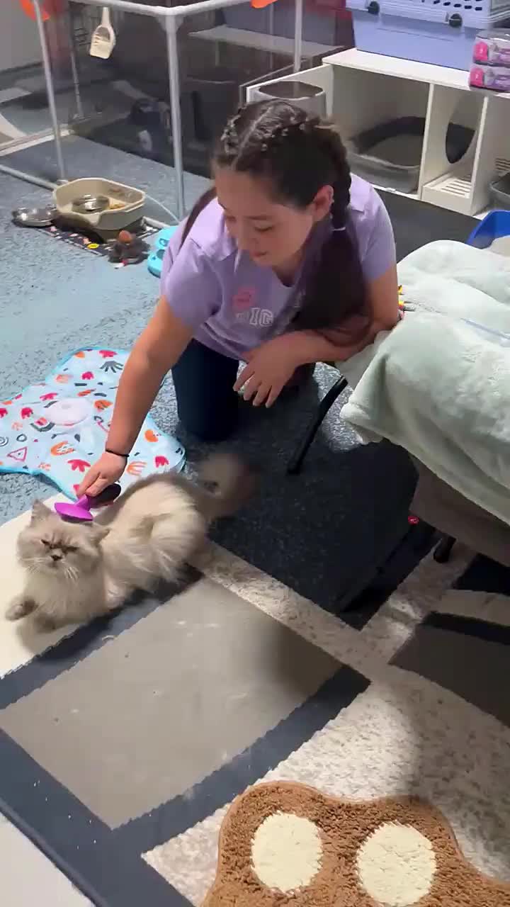 @South Texas Persian Rescue