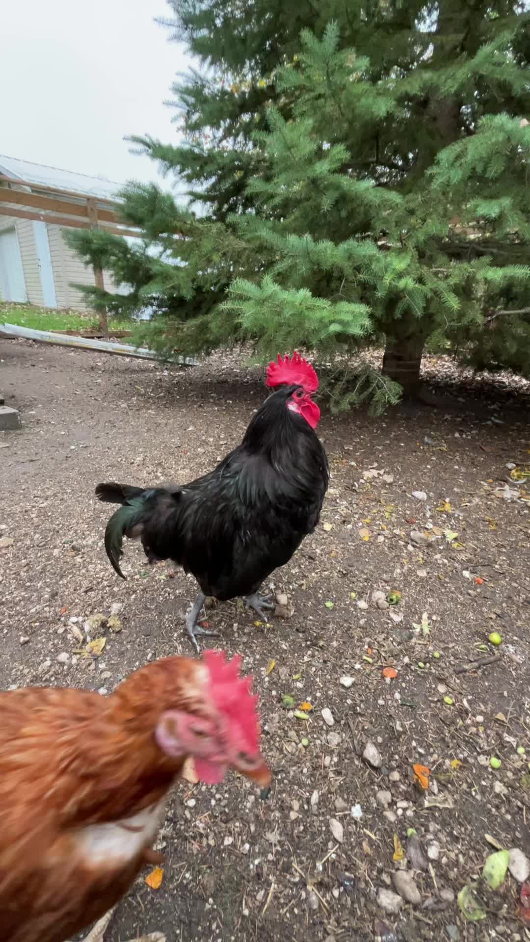 @The Fisher Farm 🇨🇦