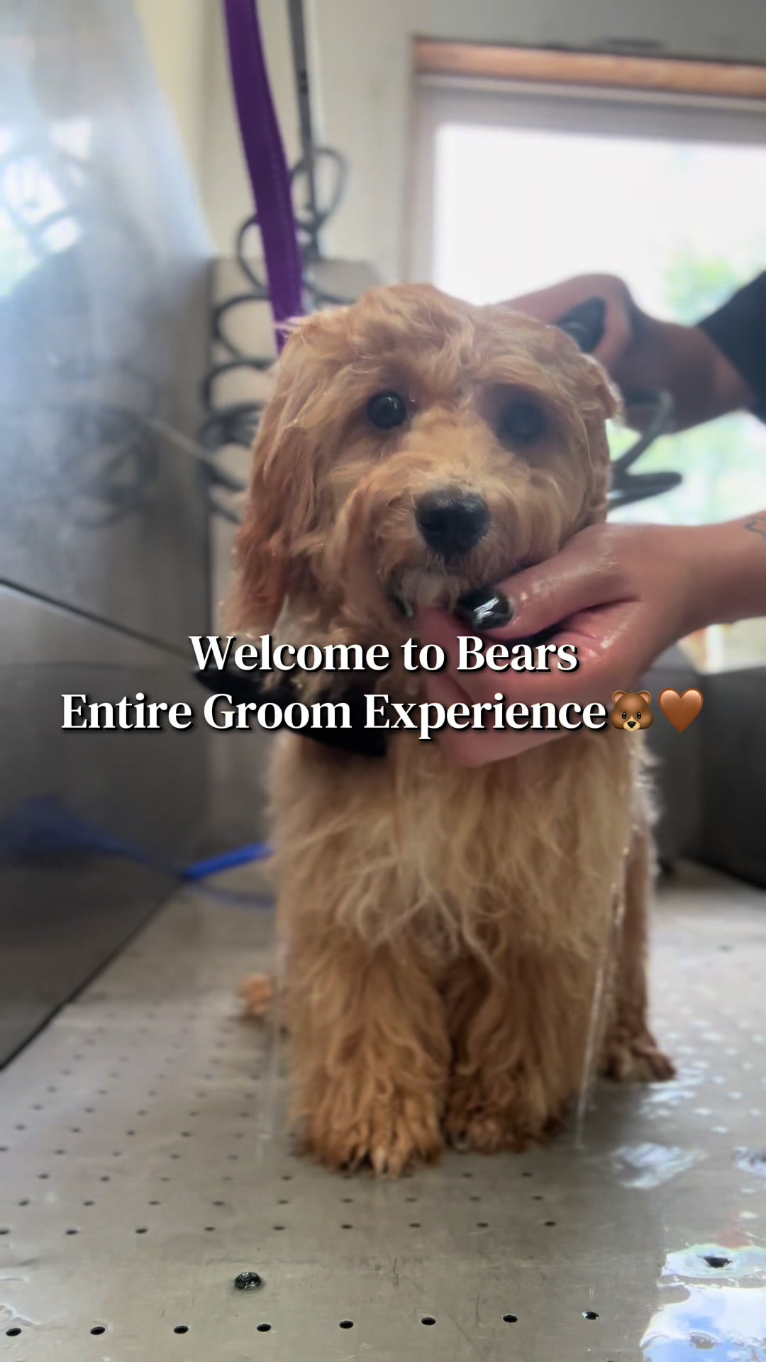 @PRETTY PAWS FURRY SALON🐾💜