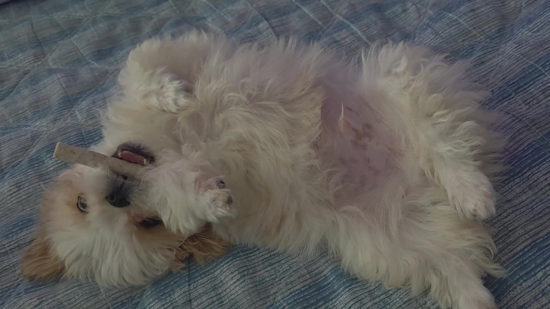 @또롱이