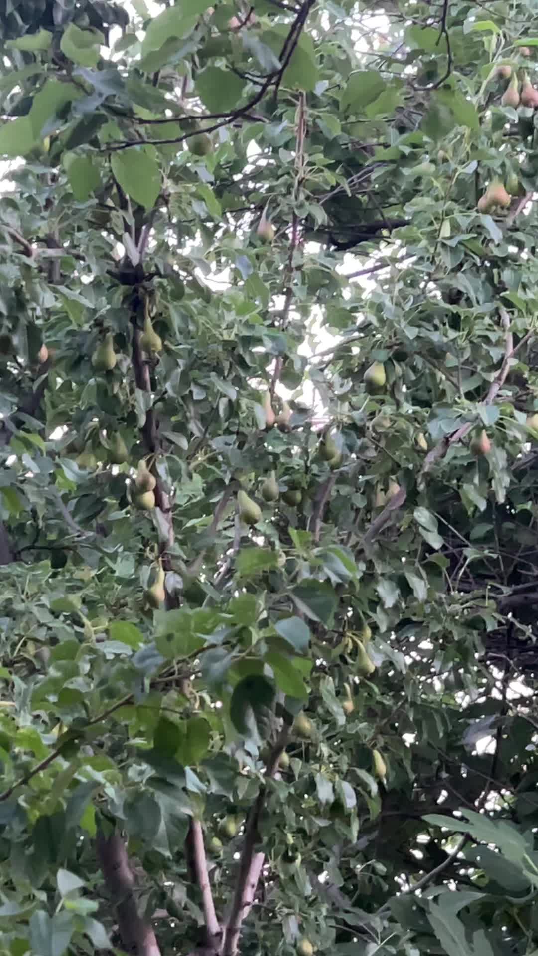 @&ccedil;i&ccedil;ek&hearts;️