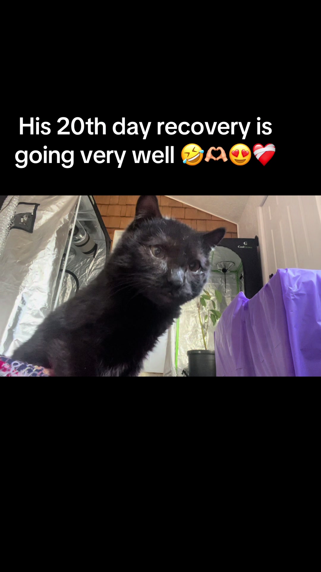 @Meow Meow