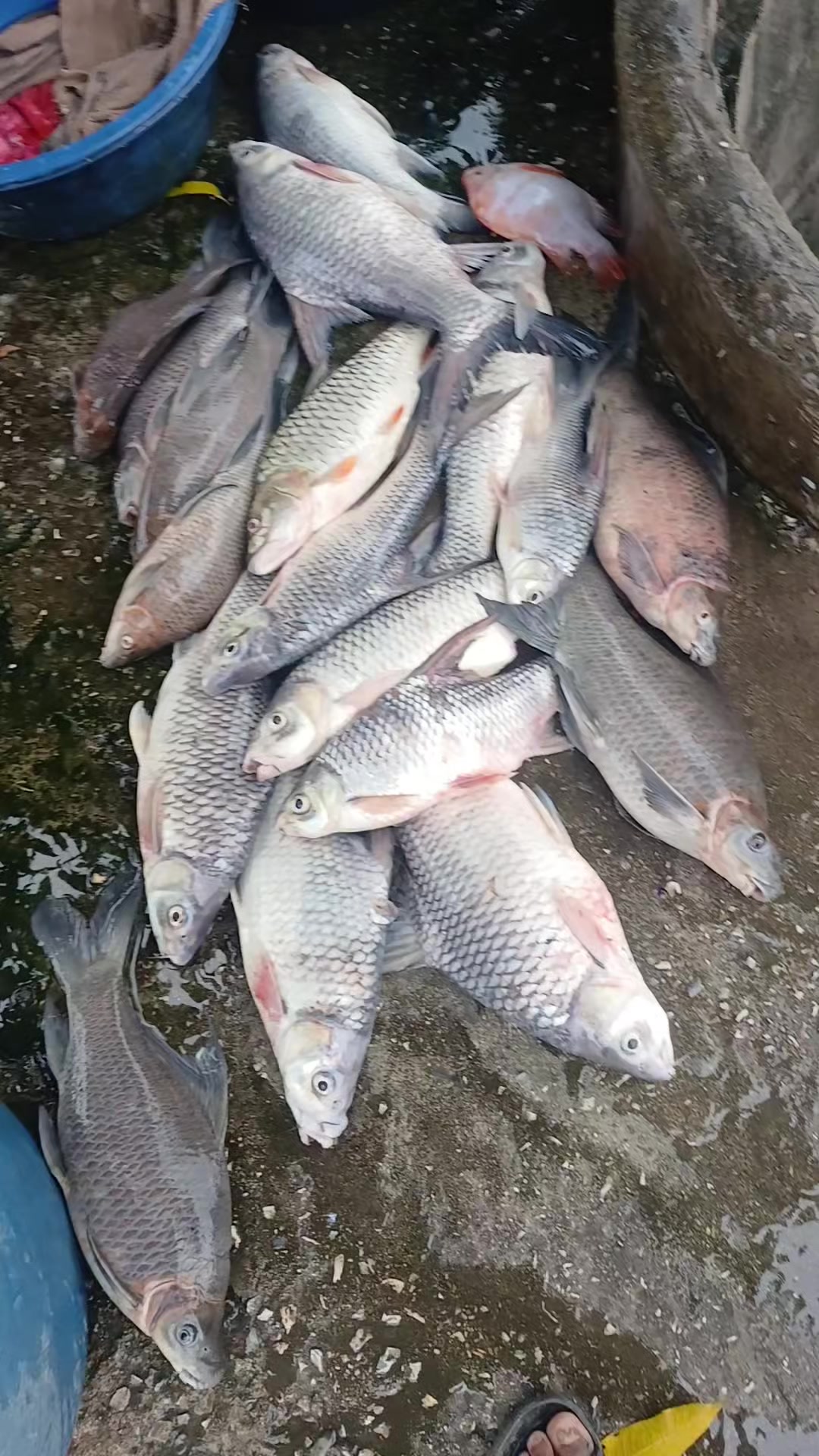 @น้อย ฉายอรุณ