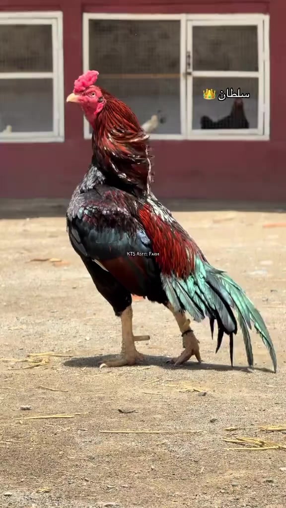 @🐓 ASEEL SHOK 🐓
