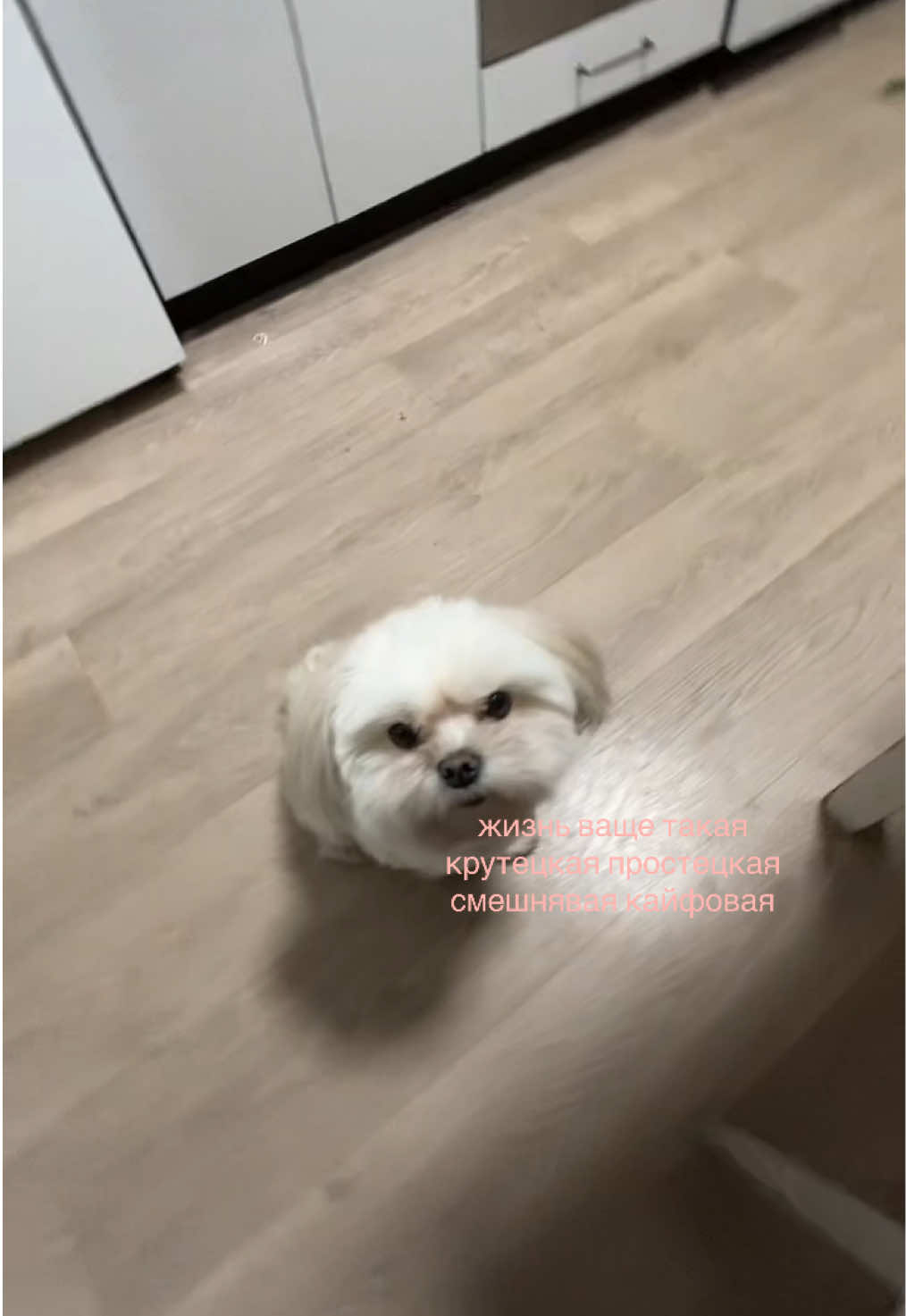 @даша аллюр