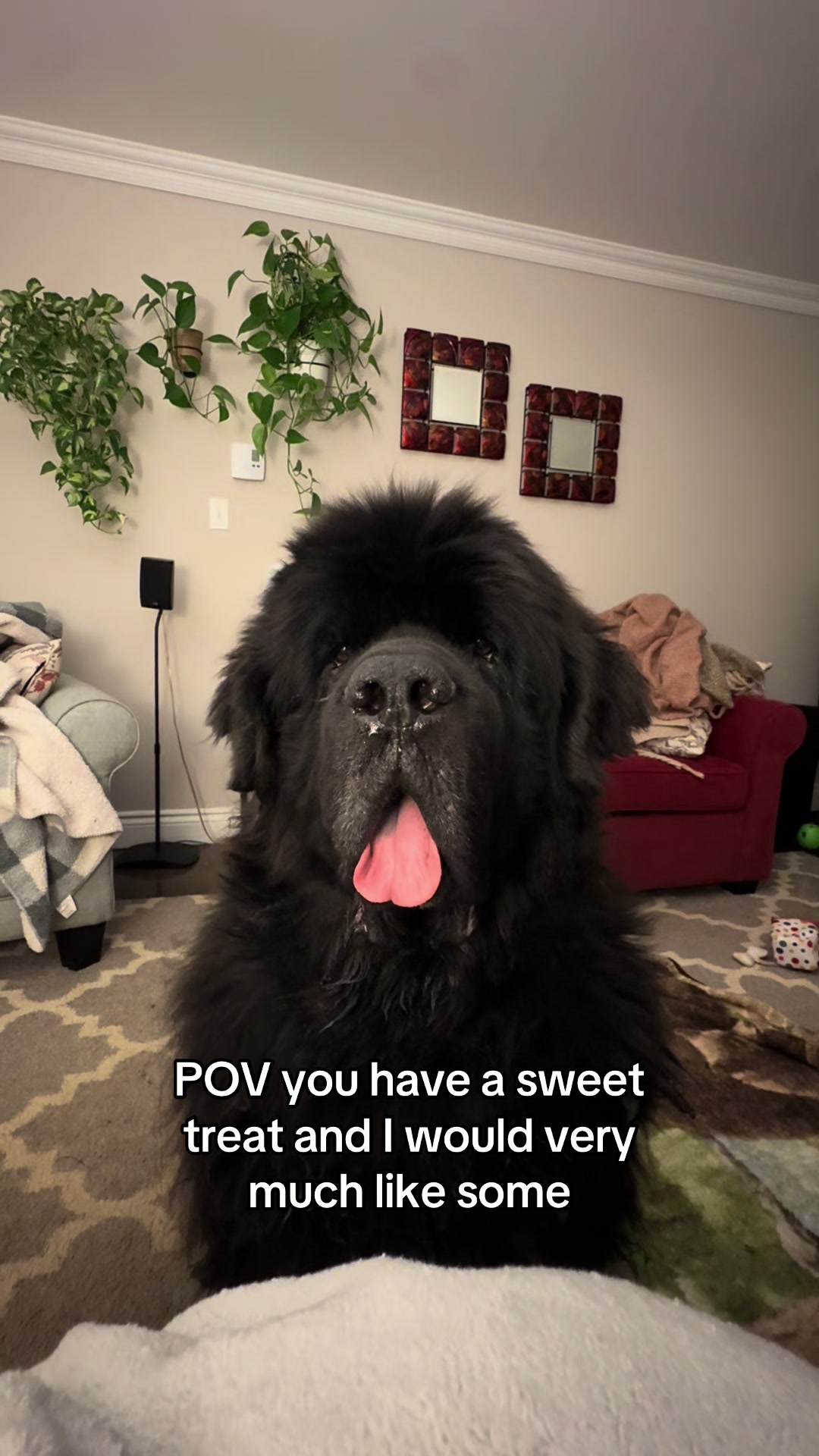 @HomertheNewf 🇨🇦