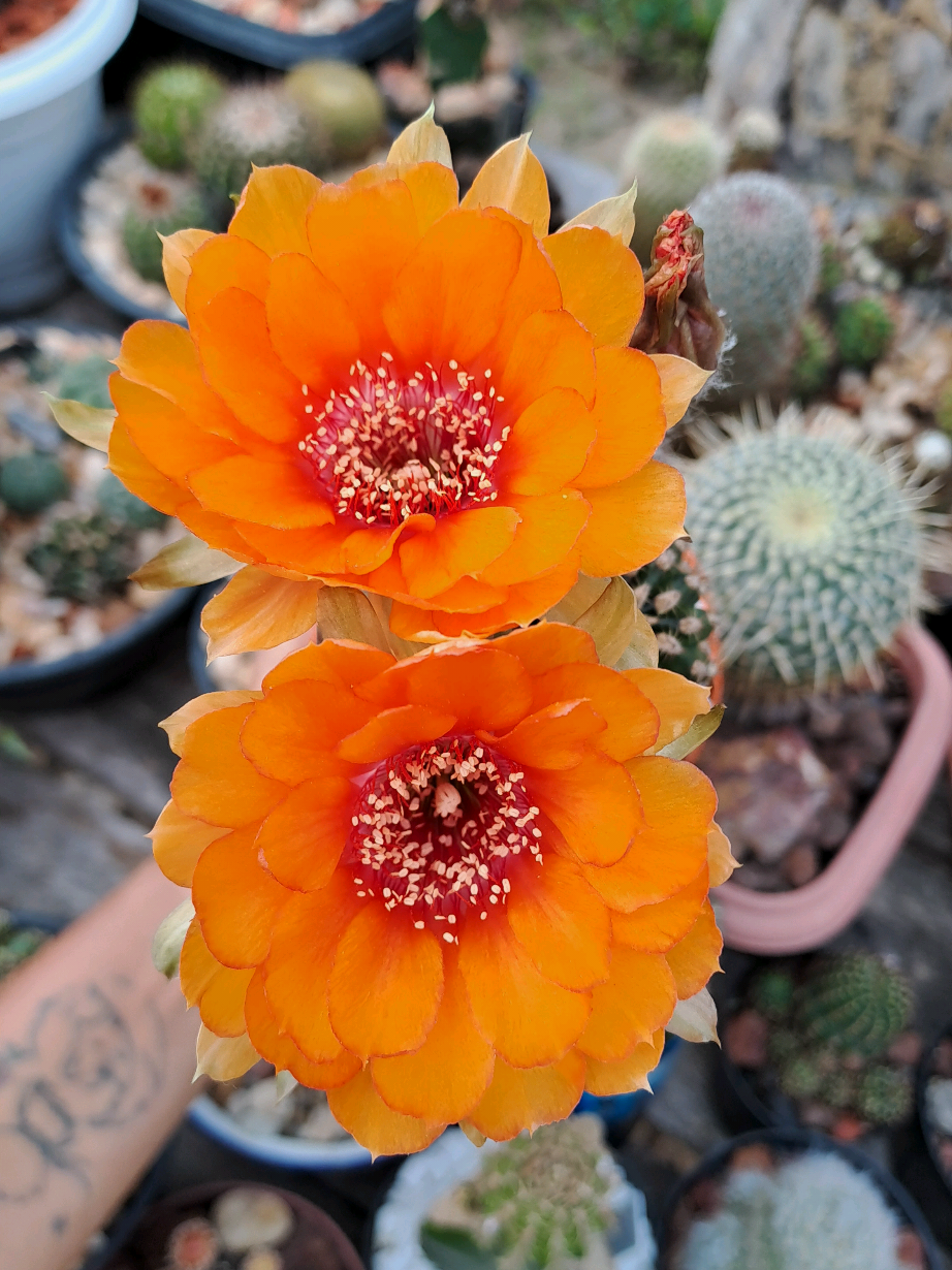 @Val Brito🌻✍️