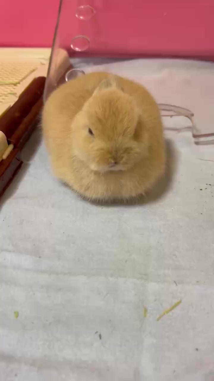 @코유ちゃんᲘ𐑼♡