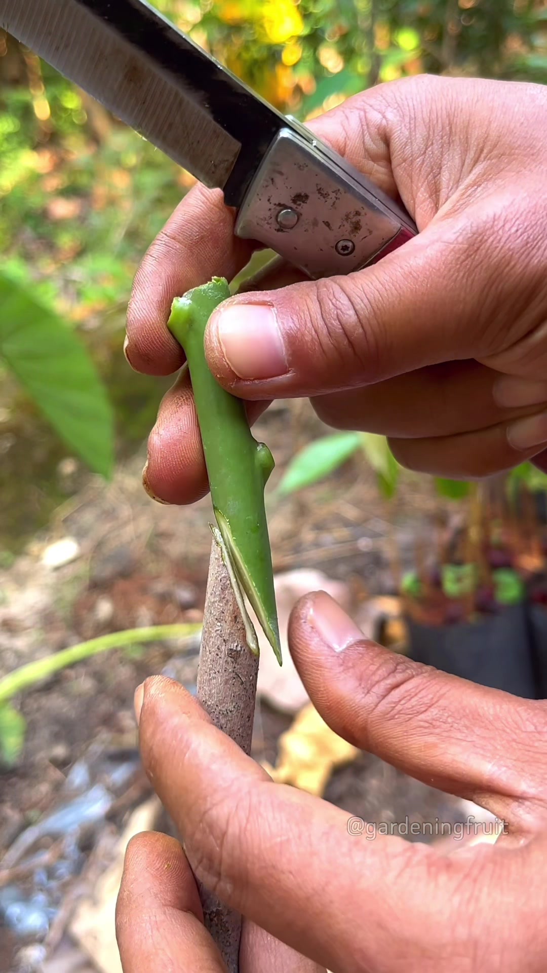 @GardeningFruits