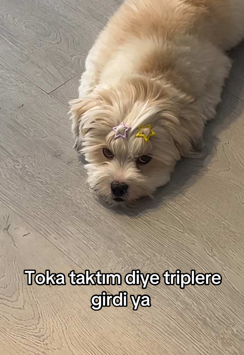 @Beyza🐾