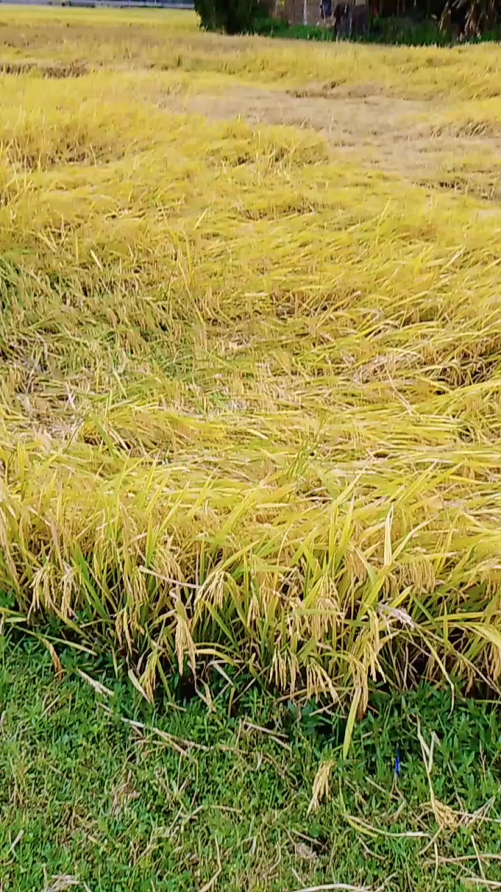 @জাকের🎙️🎙️🎙️🎙️🐟🐟🐟