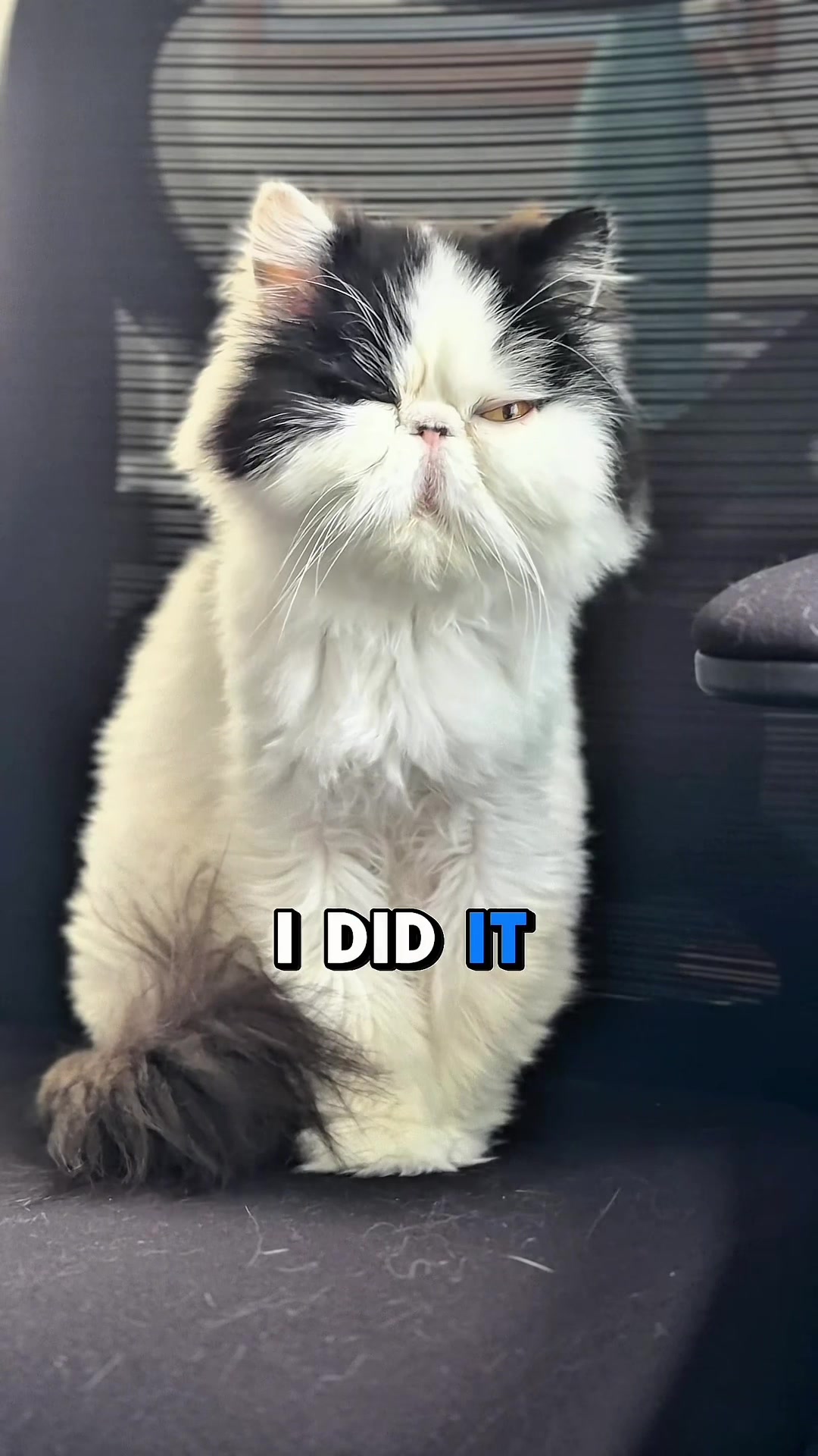 @Walter Bishop The Cat