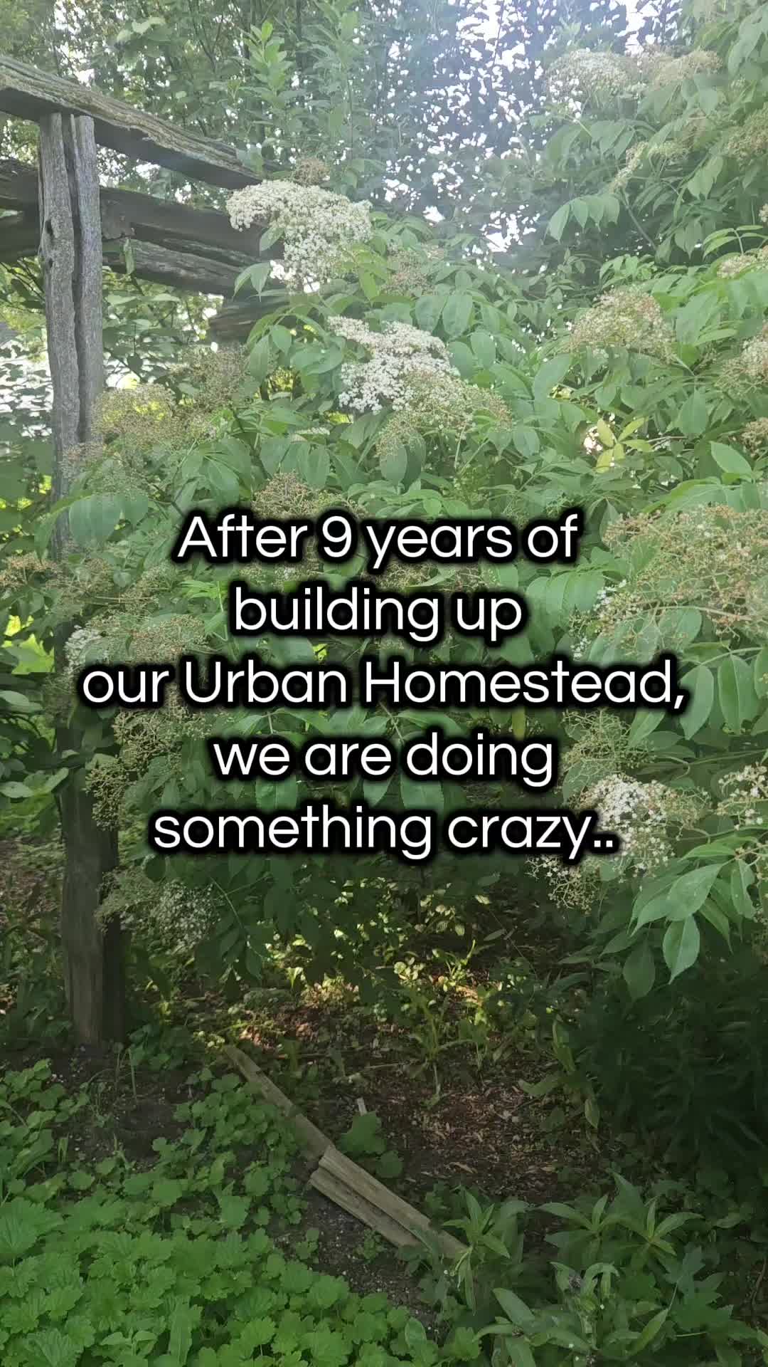 @Strawberry Moon Homeatead