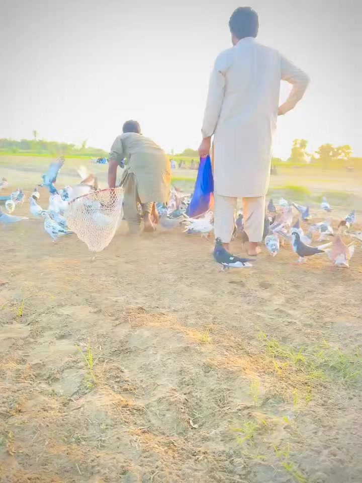 @عدیل رحمن لیہ وال کبوتر باز