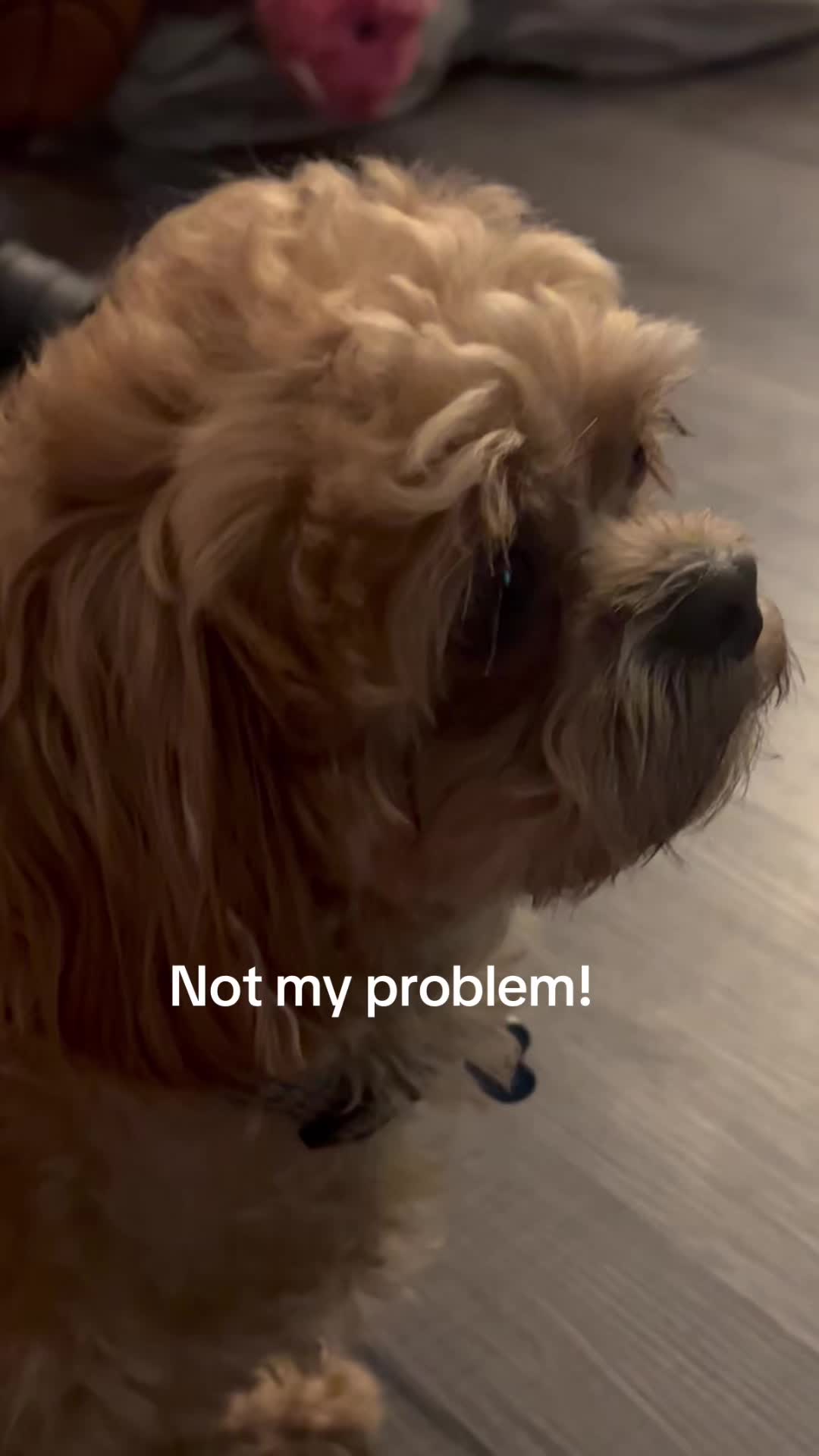 @Obi