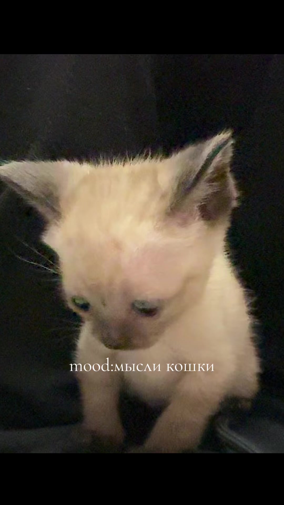 @𝓐𝓷𝓪𝓼𝓽𝓪𝓼𝓲𝓪