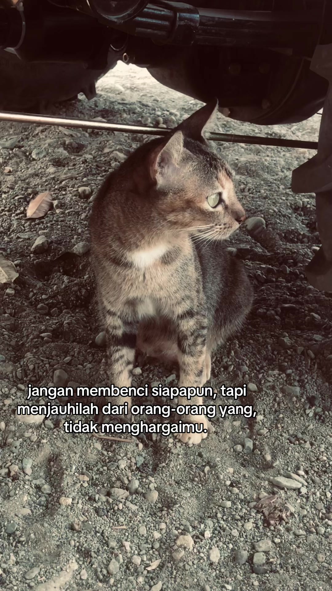 @fikarr