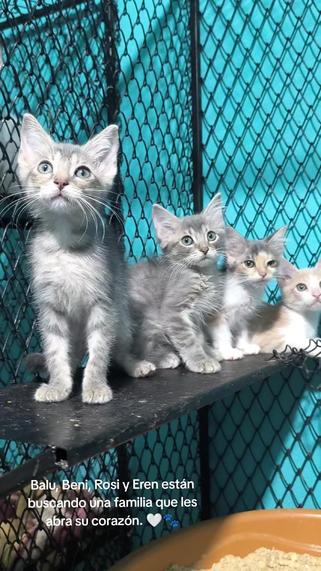 @fundación lazo animal