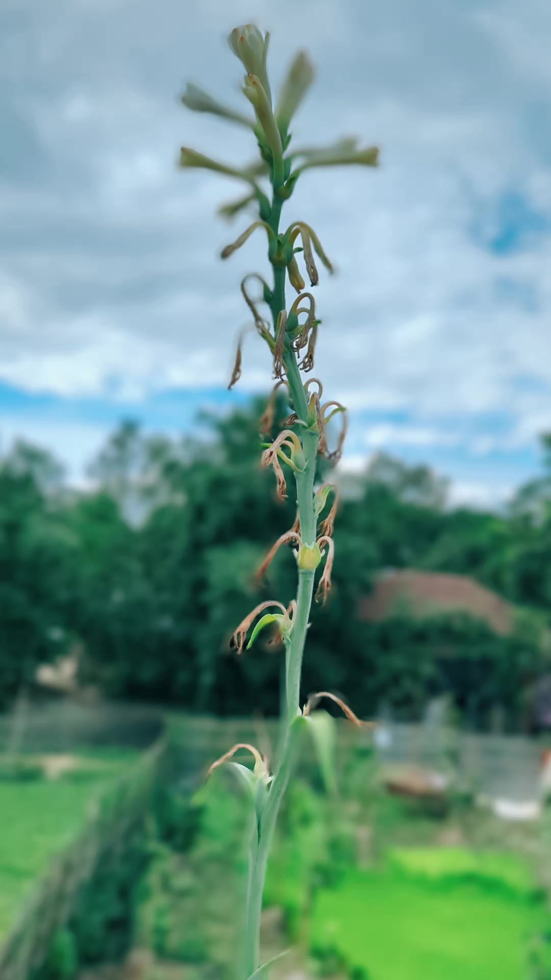 @🪄 The Magic of Nature 🌿🌼