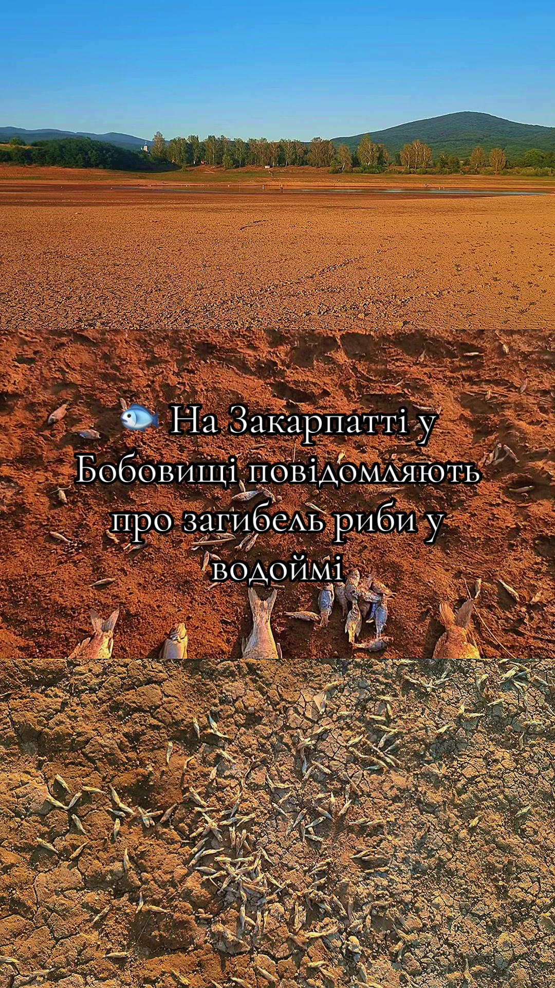 @🐻 Закарпаття Пойме | Новини