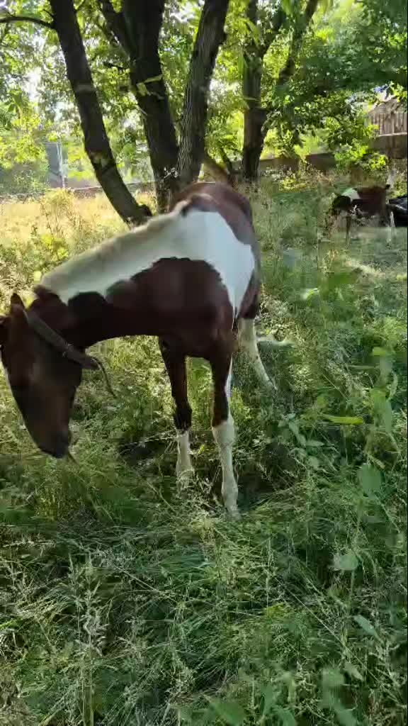 @Qnarik