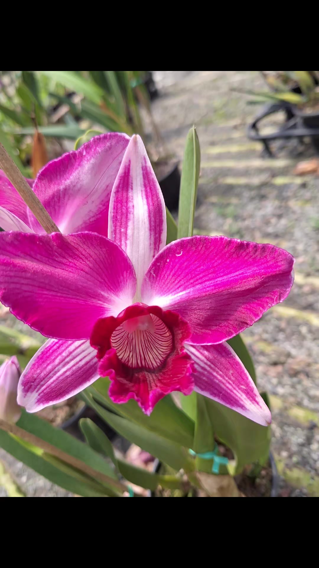 @Orquidário Fernando