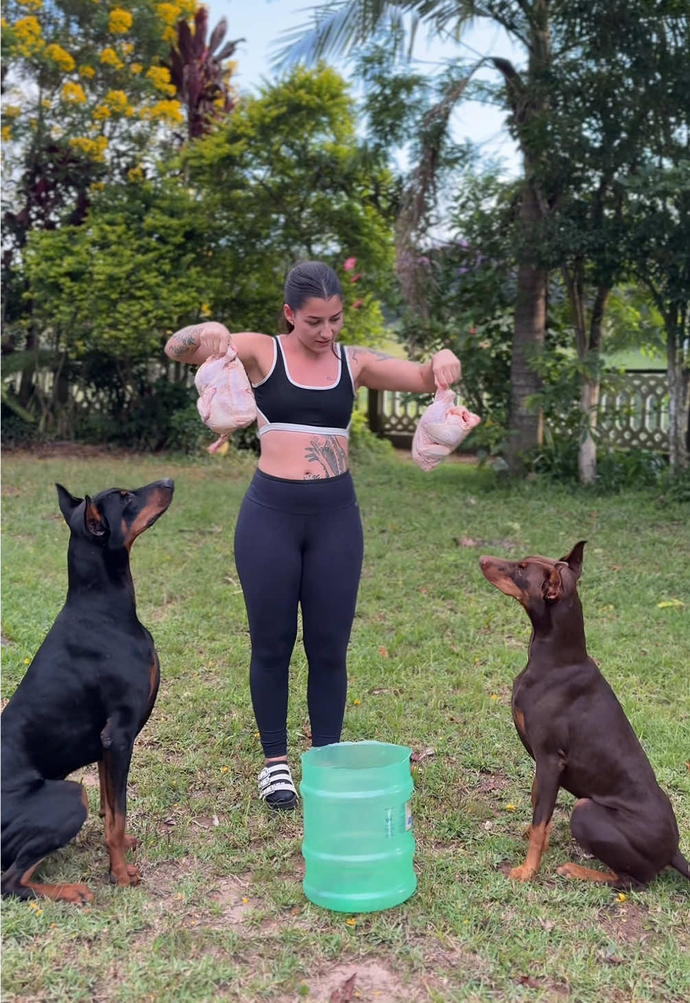 @Ravena e Venom, os Dobermans