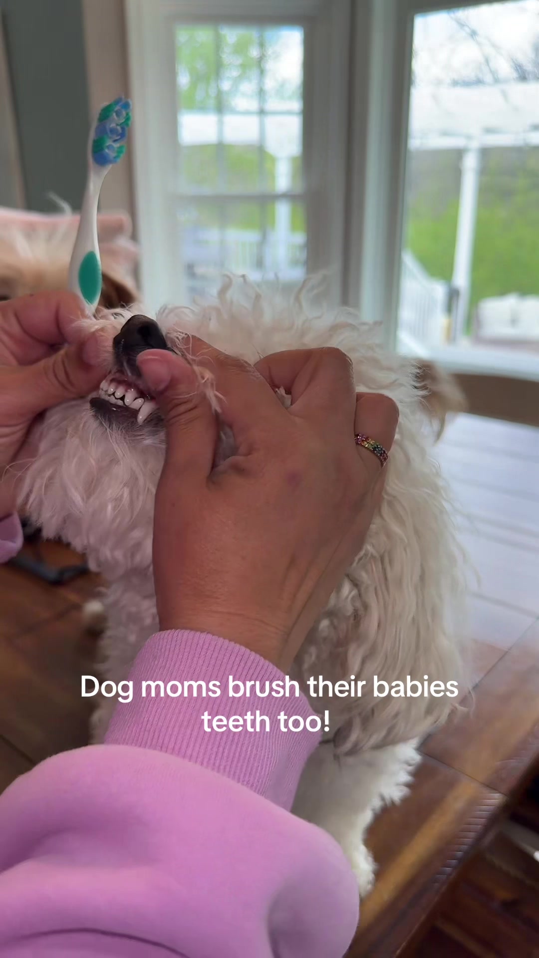 @massimo.the.maltipoo