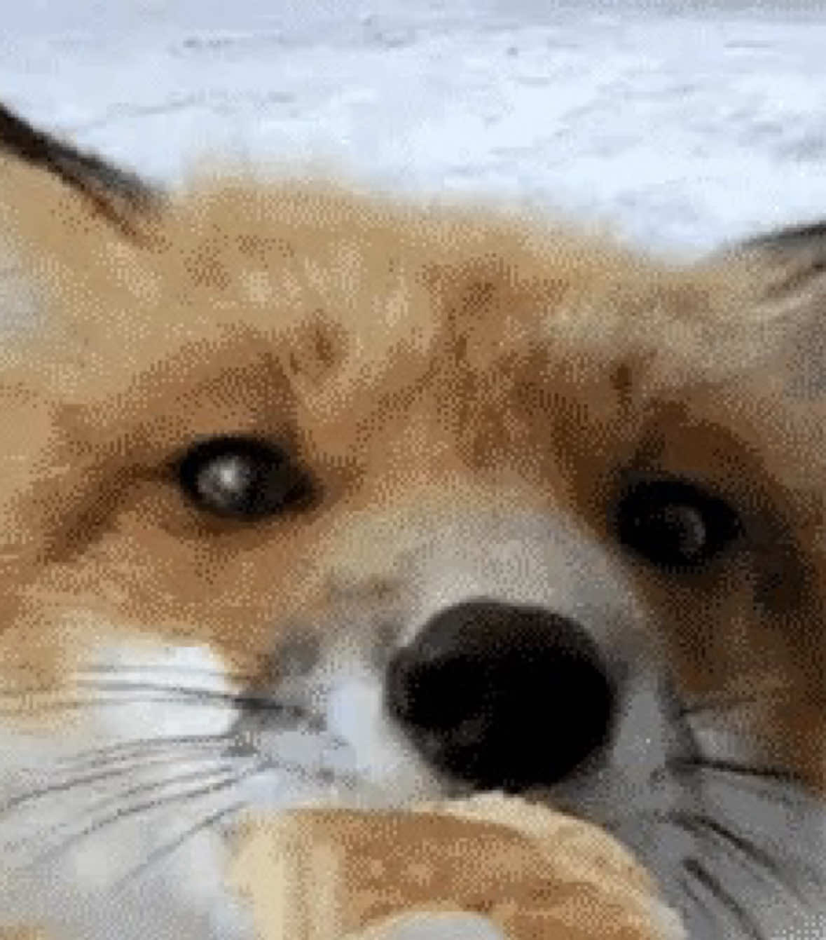 @ও ◞ mᥱ᥆ᥕ ! .