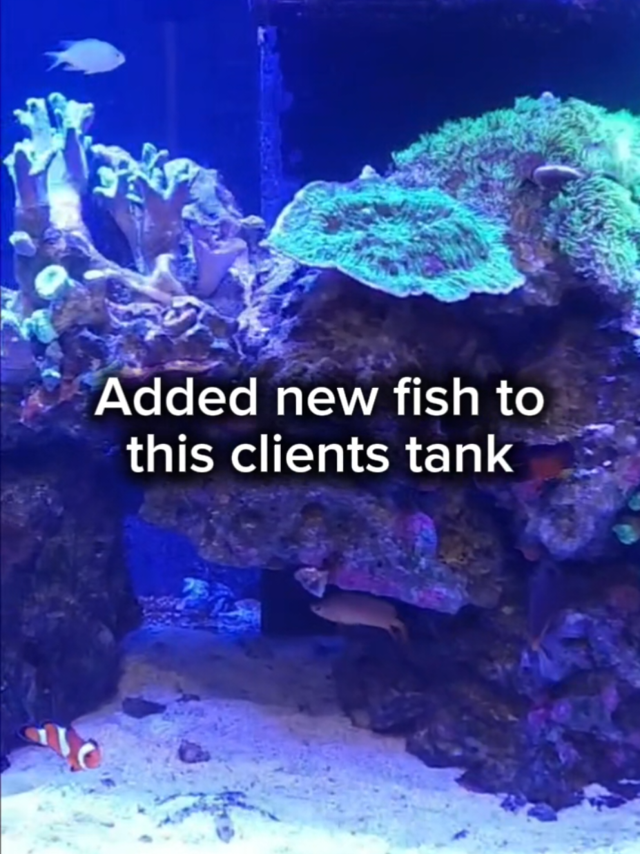 @Mike's Reef Tank