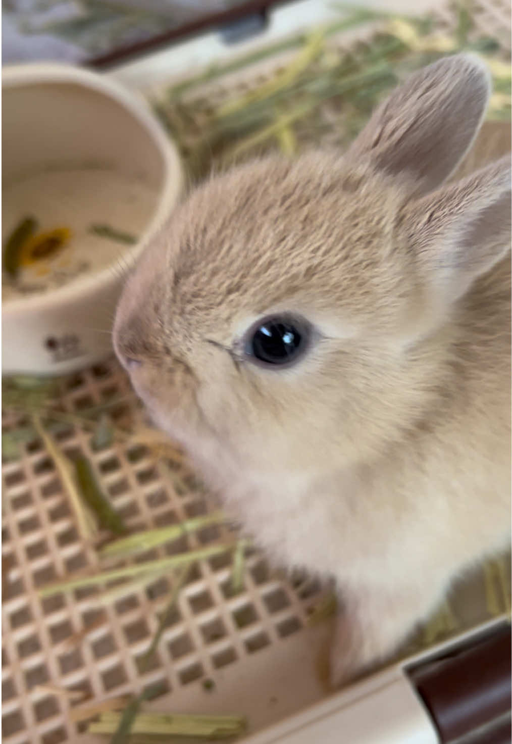 @코유ちゃんᲘ𐑼♡
