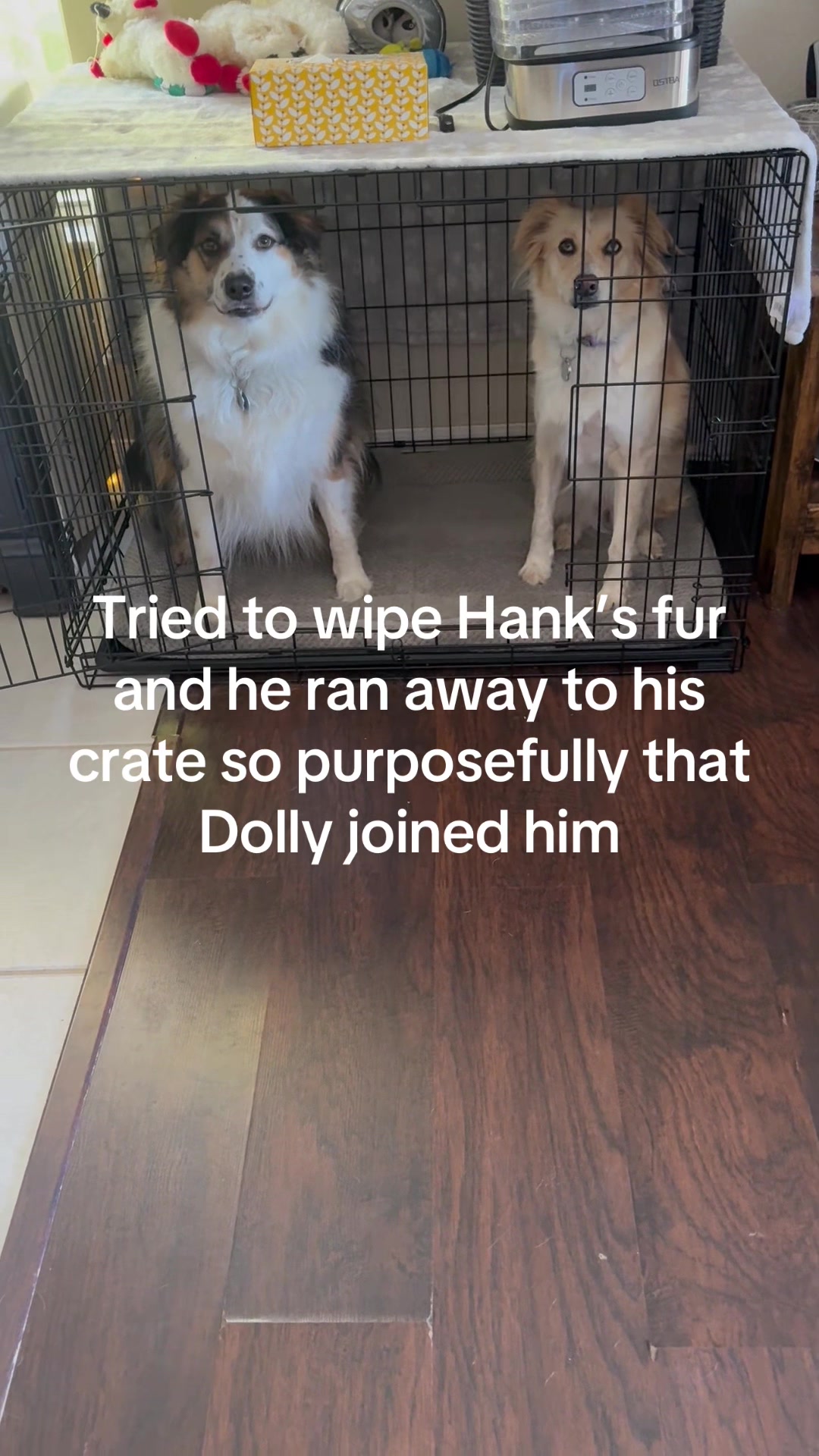 @hankanddollyrescuedogs