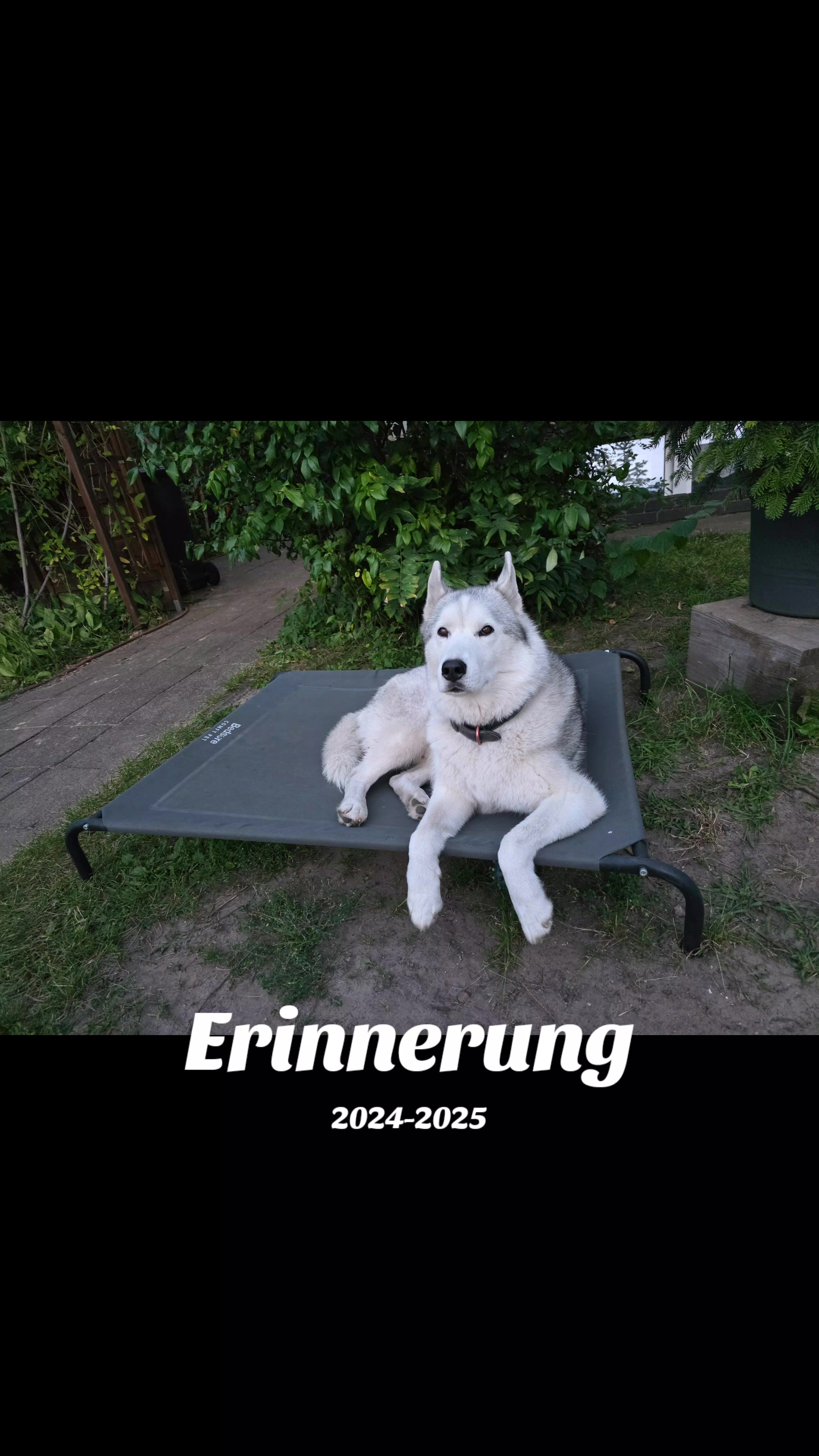 @Husky SkY&AmIgo