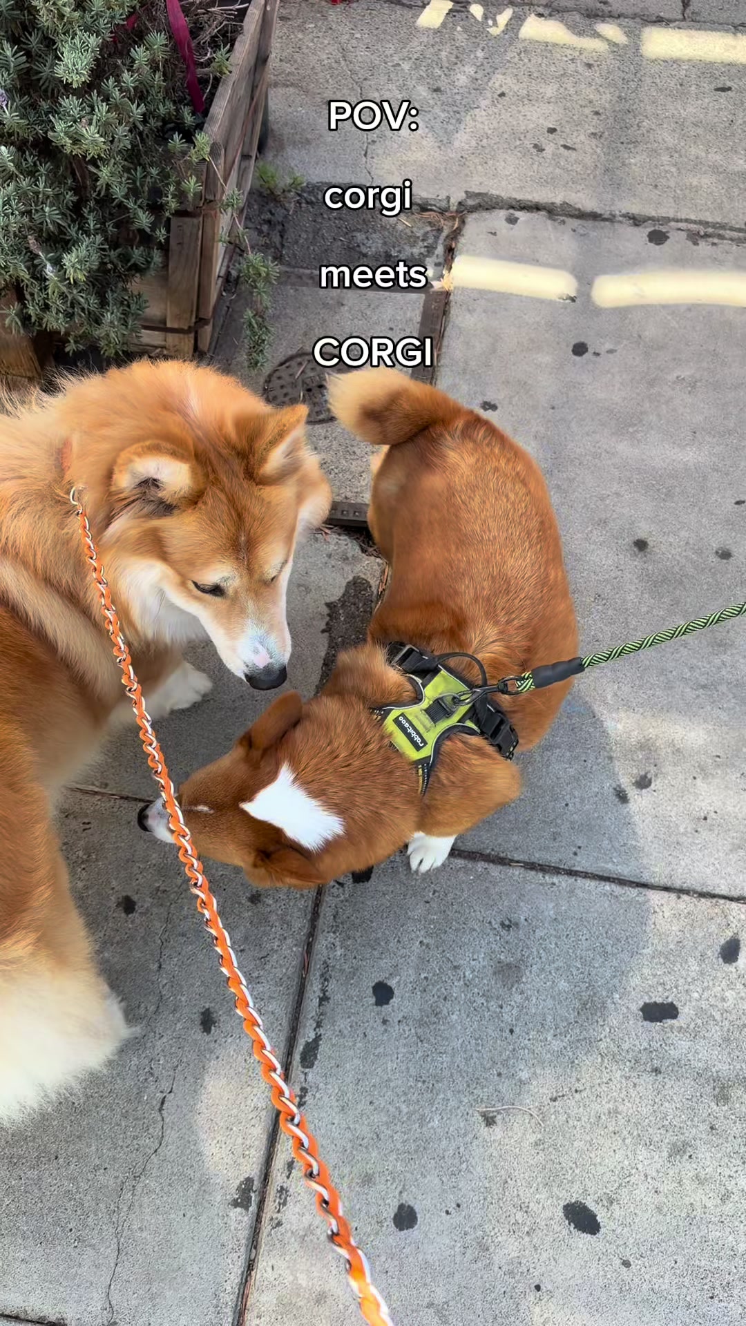 @apollothecorgimute