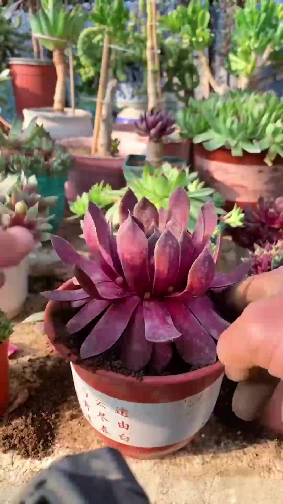 @Succulent Garden