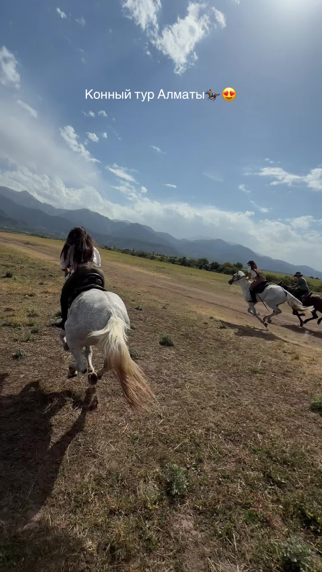 @tulpar_horses