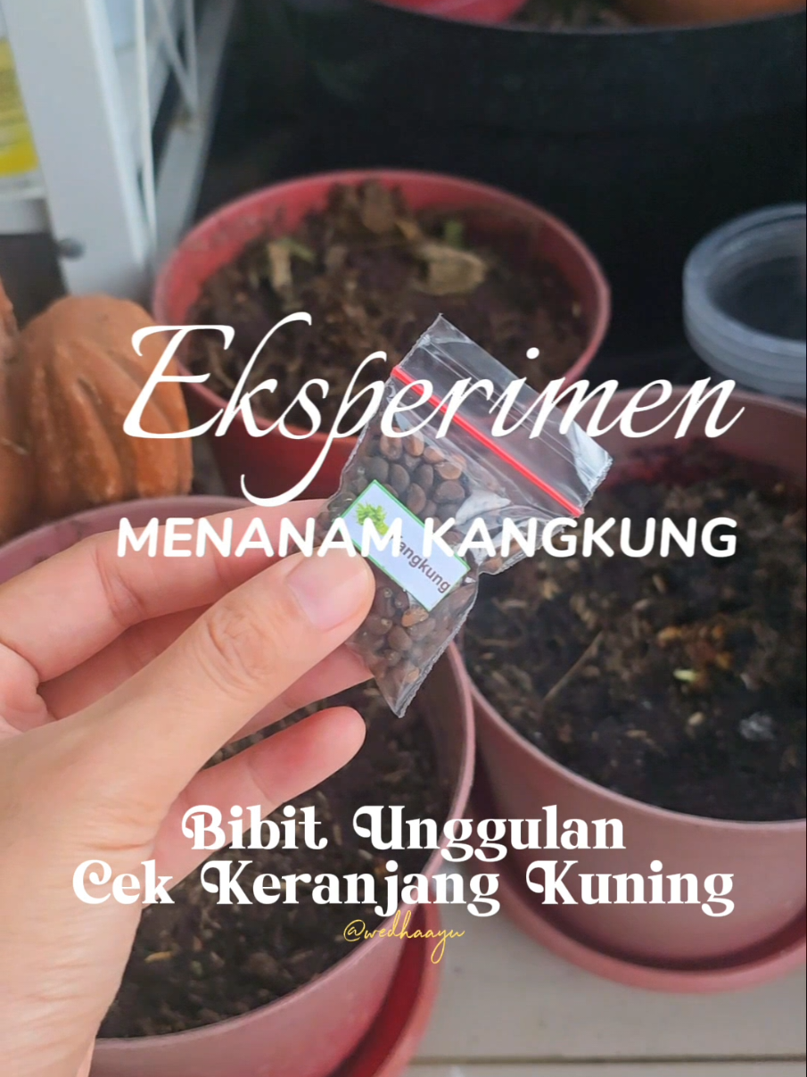 @Kupu kupu Orange