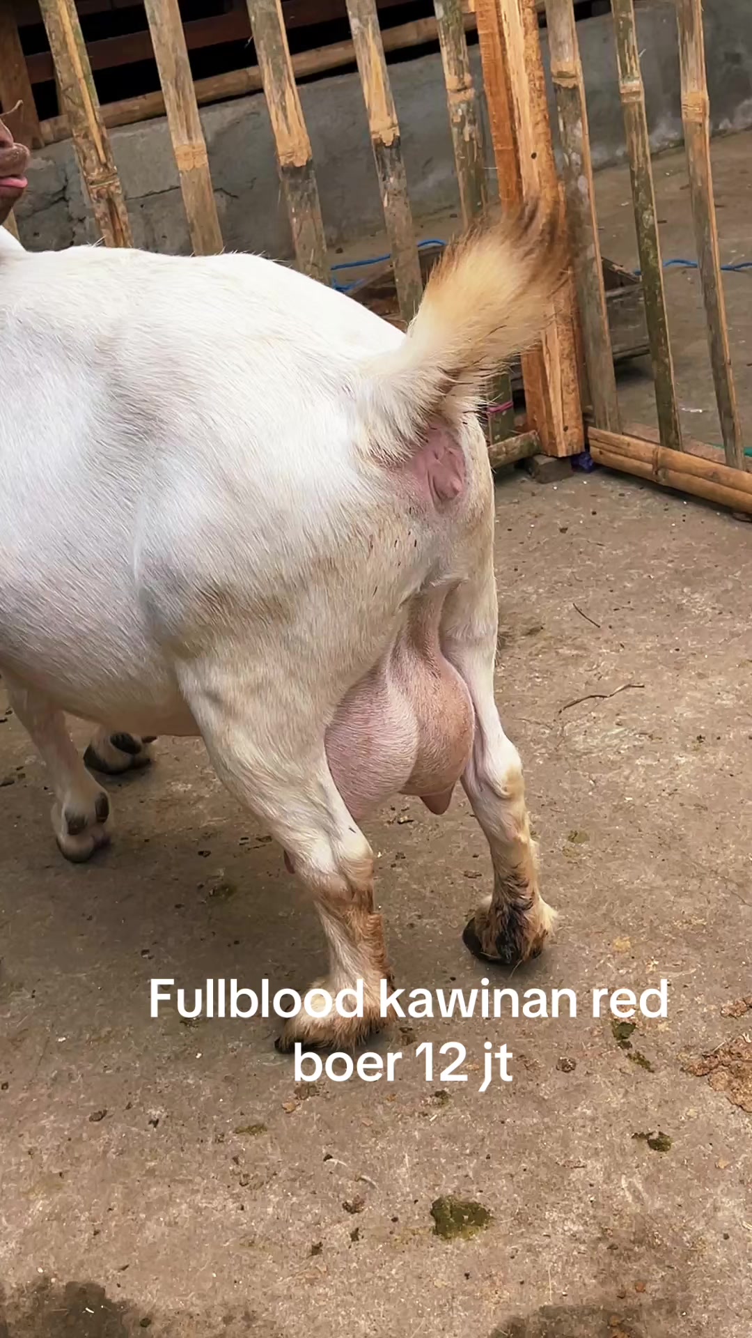 @ALVARIS FARM