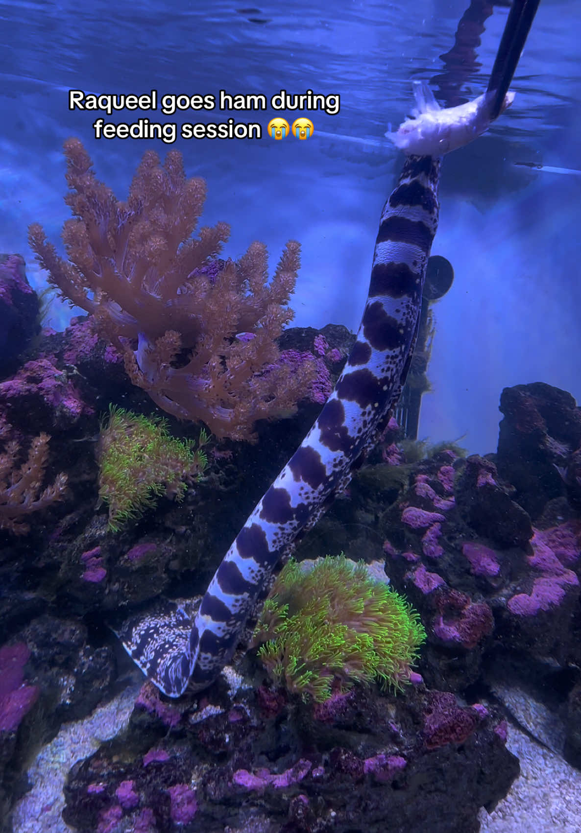 @ReefSync
