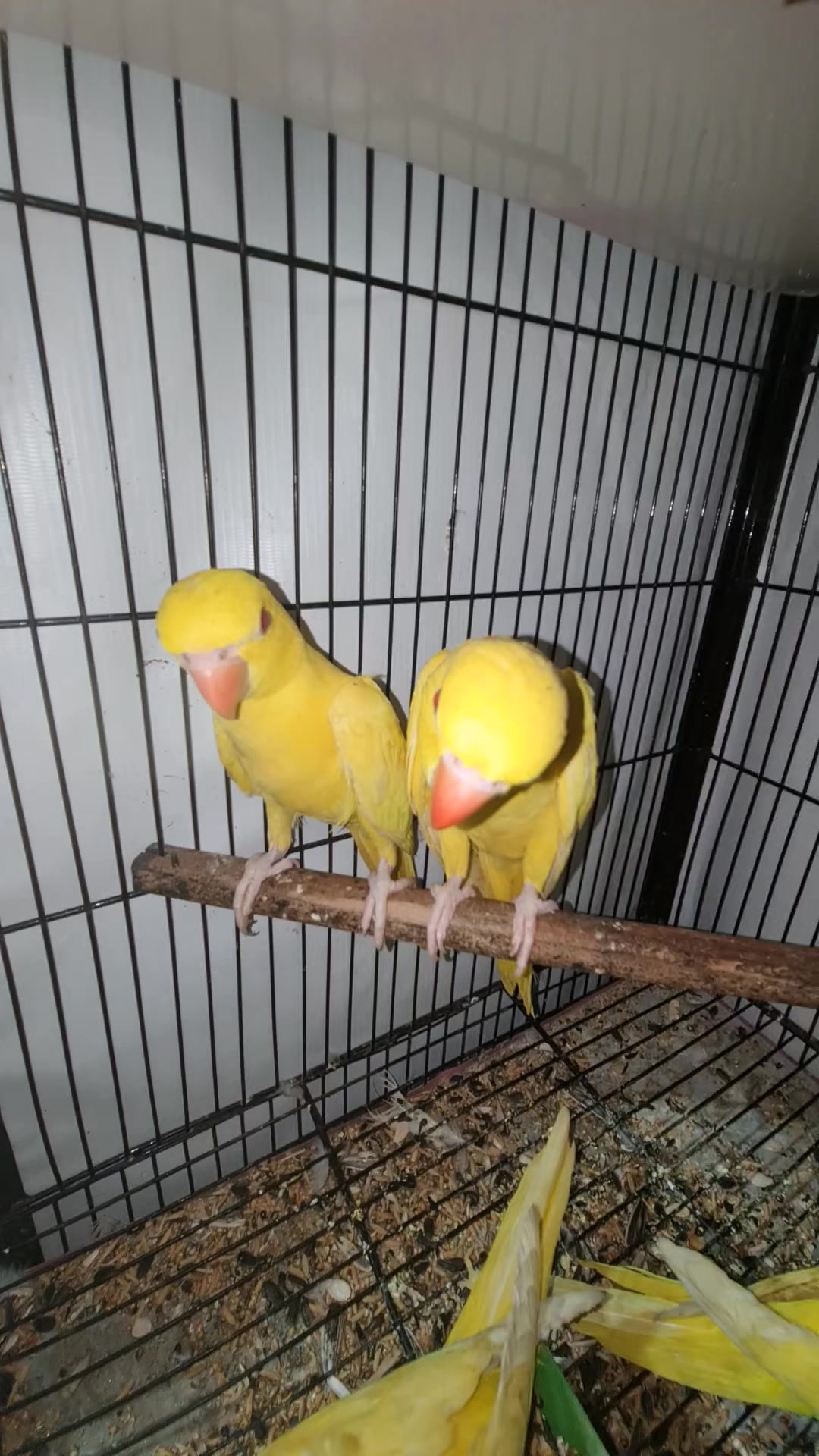 @ROYAL BIRD US